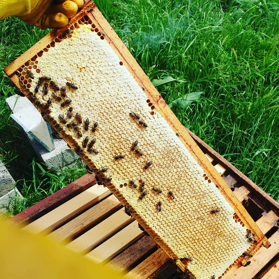 BEEKEEPING MUSTON